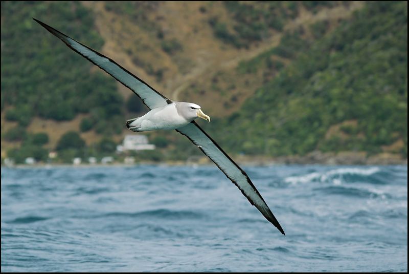 albatrosz_a_szabadsag_madara.jpg